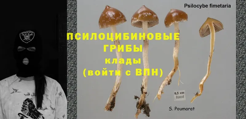 Псилоцибиновые грибы Magic Shrooms  Бавлы 